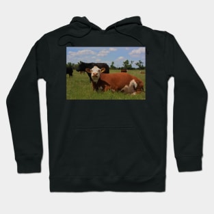 Kansas Country Cow's in a Pasture Hoodie